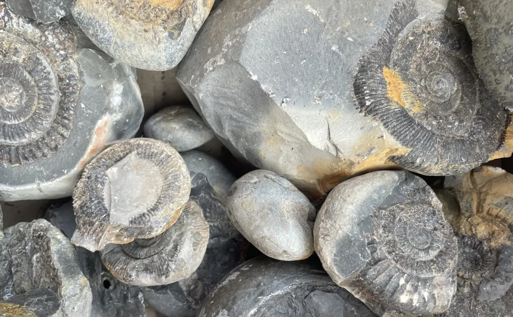 Fossil hunting on the Yorkshire Coast, Whitby.