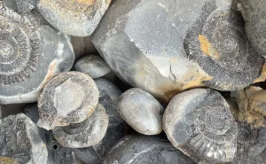 Fossil hunting on the Yorkshire Coast, Whitby.