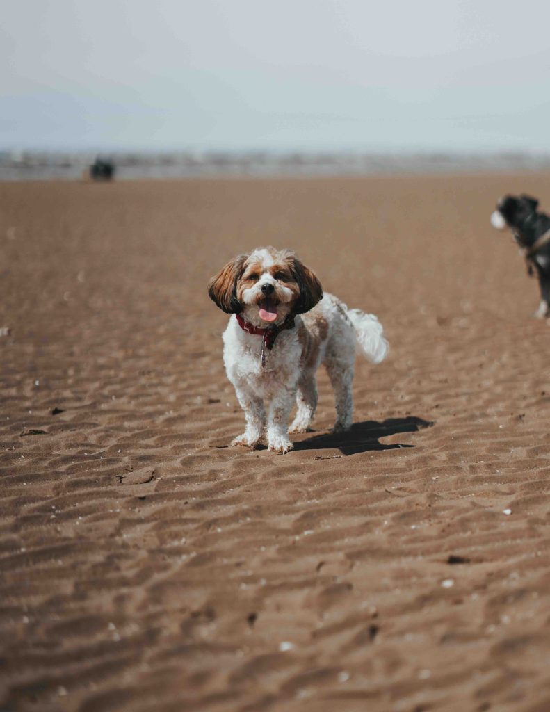 Dog friendly beaches near our holiday home in Scarborough.