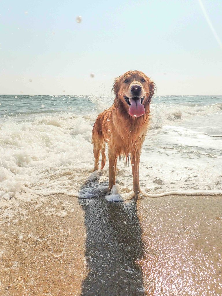 Dog friendly holiday cottage North Yorkshire, explore beaches and walks all along the coast.