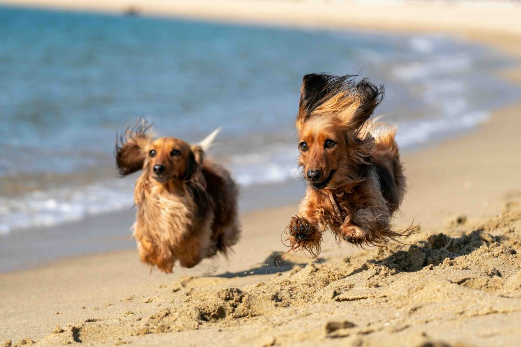 Dogs running on the beach. Walk from our holiday home in Scarborough, North Yorkshire.