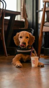Dog friendly holiday cottage in North Yorkshire, explore the area with your four legged friend.