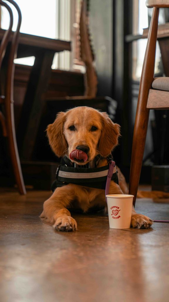 Dog friendly holiday cottage in North Yorkshire, explore the area with your four legged friend.